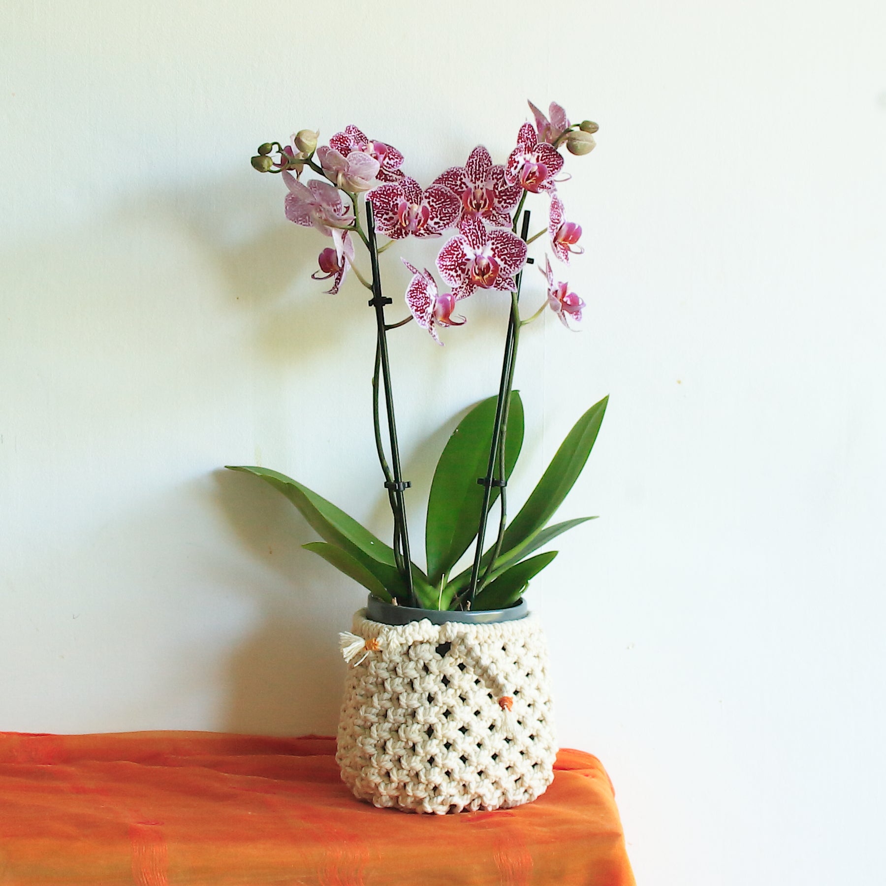Macrame Basket Pot in Ecru