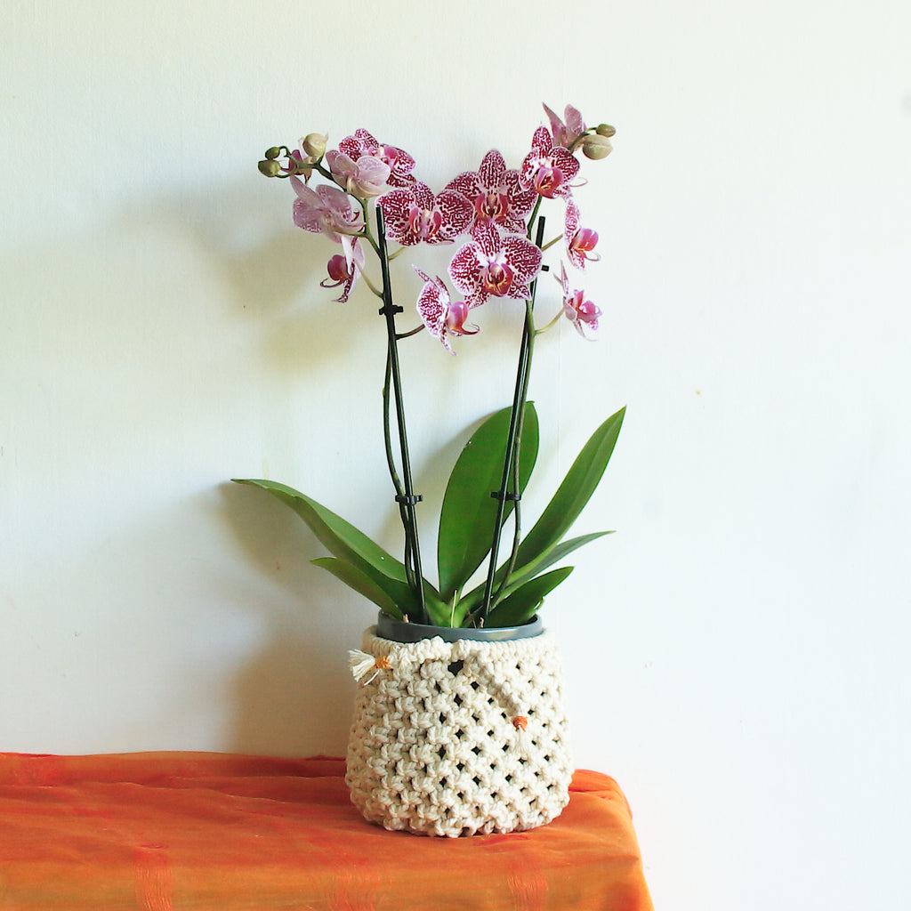 Macrame Basket Pot in Ecru